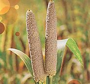 Research of Indian institute: Which is the largest producer of millets?