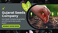 Things to note for an online seed company