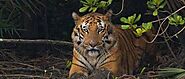 Best time to book your Sundarban tour Package