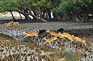 How many days required in Sundarban Tour?