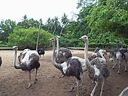 Visit Desaru Ostrich Farm