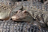 See Magnificent Reptiles At Teluk Sengat Crocodile Farm
