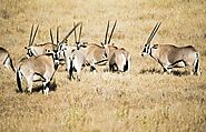 herd of Oryx in the park