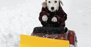 A Sense of Humor: Dog driving a Snow Plow!