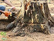 How to use a chemical to remove a tree stump? – Treescape