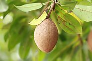 Sapodilla (La-Mut)