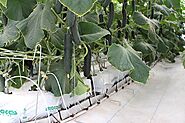 Cultivate your plants in organic coco grow bags for sale from RIOCOCO