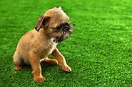 Artificial Grass for Dogs in Denver: 3 Important Ways it Protects Pets