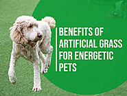 Artificial Grass for Dogs in Denver: A Durable Option for High-Energy Pets