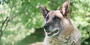 How to Exercise Senior Dogs | The Dog Blog