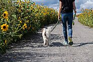 Your Dog's Club Guide To Dog Walking Etiquette | The Dog Blog