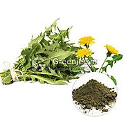 USDA Approved Bulk Organic Dandelion Leaf Powder in USA