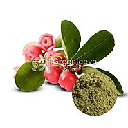 Bulk Wintergreen Leaf Powder Suppliers | Top Wintergreen Powder Suppliers