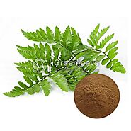 Top Bulk Polypodium leucotomos Herb Extract Powder Suppliers