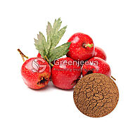 Bulk Hawthorn Berry Powder | Hawthorn Berry Powder Supplier