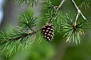 Conifer Hedging Plants for Sale in UK