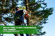 Why Do I Need to Hire a Professional Tree Trimmer? - Dave Lund Tree Service and Forestry Co Ltd.