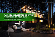 Why You Shouldn't be Removing Your Trees on Your Own - Dave Lund Tree Service and Forestry Co Ltd.