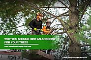Why You Should Hire an Arborist for Your Trees - Dave Lund Tree Service and Forestry Co Ltd.
