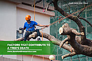 Factors That Contribute to a Tree's Death - Dave Lund Tree Service and Forestry Co Ltd.