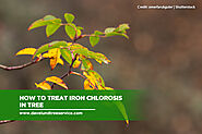 How to Treat Iron Chlorosis in Tree - Dave Lund Tree Service and Forestry Co Ltd.
