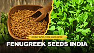 Simple Tips to Grow & Harvest Fenugreek Seeds at Home