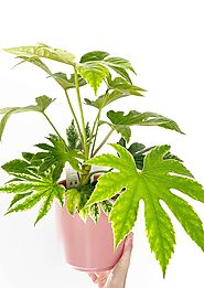 MARVEL - Fatsia Japonica Spider Plant