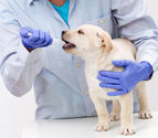 Pet Blood Test and Vaccinations in Smyrna and Marietta GA - Animal Care Center