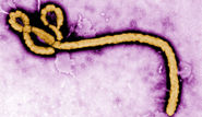 Global | Ebola in West Africa: heading for catastrophe?