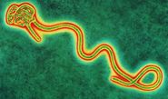 Global | What this - the largest Ebola outbreak in history - tells the world