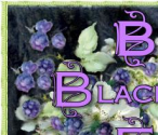 Bernese Mountain Dogs - Bernese Hobby Breeder - Belinda's Blackberry Farms Narvon Pennsylvania