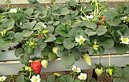 RIOCOCO offers starter blocks for growing strawberries in coco coir