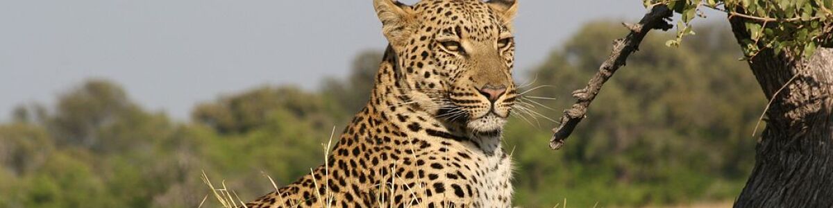 Headline for Here Are 7 Incredible Animals You Can See in Zambia - Get up close to wildlife