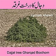 Website at https://rajpariwar.com/wp/dajjal-tree-gharqad-boxthorn/