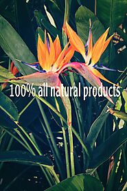 All Natural Products