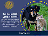 Can Dogs And Cats Coexist In Harmony