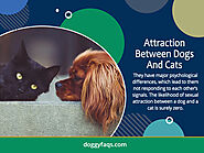 Attraction Between Dogs And Cats