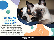 Can Dogs And Cats Breed Successfully