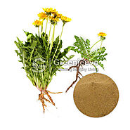 Organic Dandelion Root Powder Suppliers | Bulk Dandelion Root Powder Suppliers