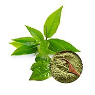USDA Approved Bulk Green Tea Extract Powder Supplier USA