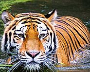 Corbett Holiday Tour Package - Wildlife Lover travel tour