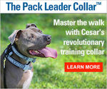 DOG TRAINING - Canine Advice, Tips and Tutorials | Cesar Millan