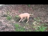 Eager Pup Dog Training