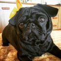 All Pug puppies offered for adoption by Puglove have been ethically bred with great love, care and consideration by a...