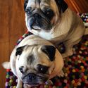 All Pug puppies offered for adoption by Puglove have been ethically bred with great love, care and consideration by a...