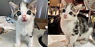 Kitten with Mesmerizing Face Jumps with Joy After Leaving the Street Life Behind – My WordPress