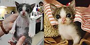Kitten with ‘Funnel Chest’ is Half the Size But Has Brave Endearing Personality – My WordPress