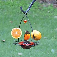 You Won’t Want to Miss These Bird Feeder Deals – My WordPress