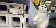 Kitten Found Hiding inside Cinder Block, Came Out of Her Shell and Really Transformed – My WordPress
