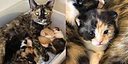 Cat Kept Her Unborn Kittens from the Cold Until Help Arrived, Now Has Her Dream Come True – My WordPress